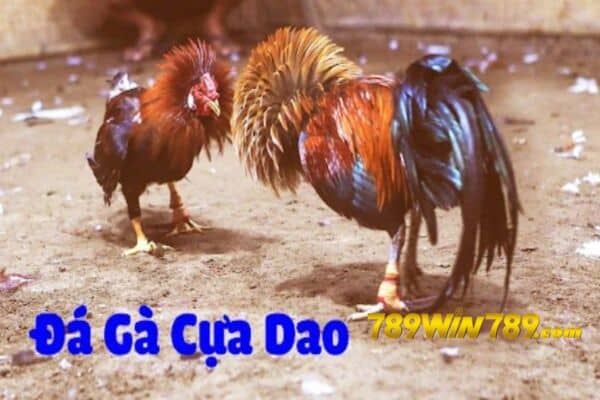 Hướng dẫn cách chọn đá gà cựa dao