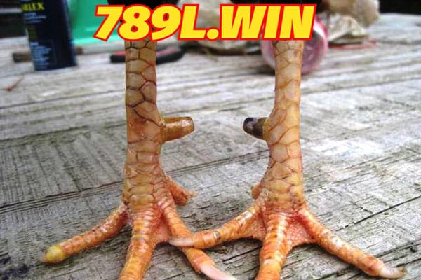 789WIN - Vảy Liên Châu, Loại Vảy Này Có Tốt Không?